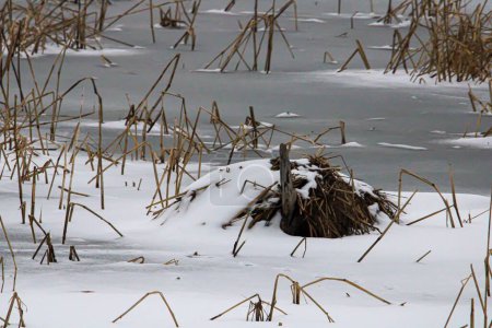 Foto de Una guarida de castores cubierta de nieve en el río Mississippi - Imagen libre de derechos