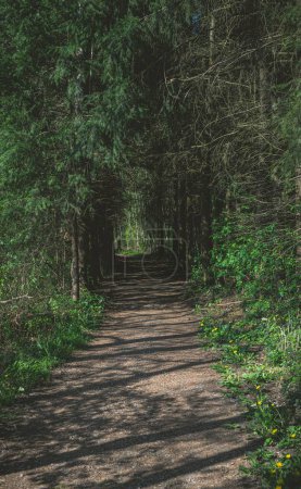 Foto de Un hermoso sendero en un denso bosque verde - Imagen libre de derechos