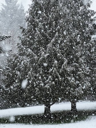 Foto de Un disparo vertical de la pesada nieve sobre los árboles - Imagen libre de derechos