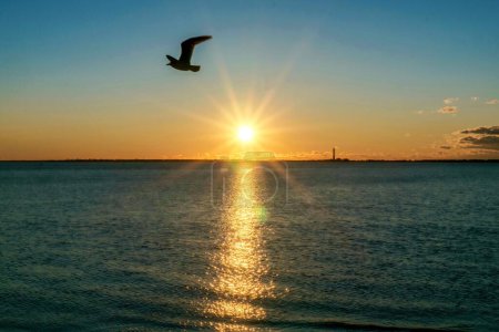 Téléchargez les photos : Un oiseau survolant un plan d'eau au coucher du soleil - en image libre de droit