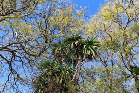Photo for A low angle shot of jacaranda and dracaena trees under a blue sky - Royalty Free Image