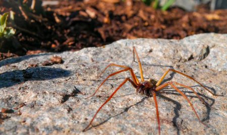 Photo for A close-up shot of a long-legged spider on a rock - Royalty Free Image