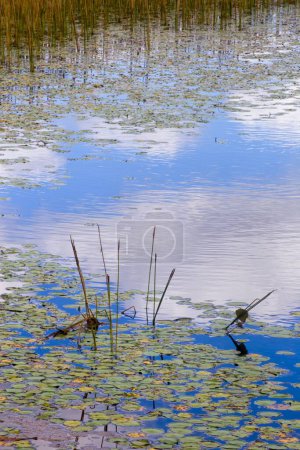 Téléchargez les photos : Reflections and aquatic plants in water on the Atherton Tableland in Tropical North Queensland, Australie - en image libre de droit