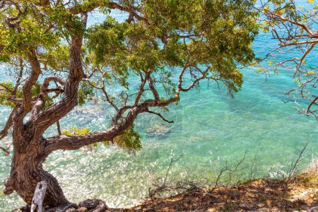 Téléchargez les photos : Un arbre poussant près de la mer à Chivirico, Cuba - en image libre de droit