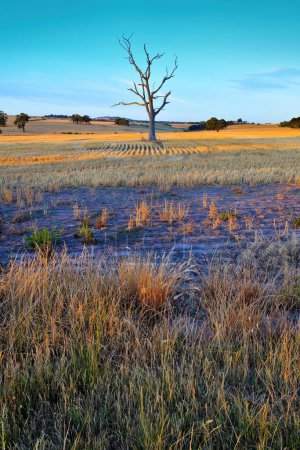 Photo for Dead tree in harvested wheat field at sunset with beautiful warm side light and rich purple and yellow colours. - Royalty Free Image