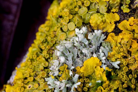 Téléchargez les photos : Une macro photo de lichen lecanora jaune sur une surface - en image libre de droit