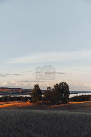 Photo for A vertical shot of a crop field in a summer sky during sunrise - Royalty Free Image