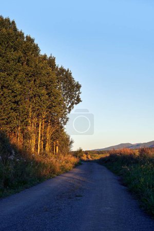 Photo for A vertical shot of a dirt road on a farm in a clear sky during sunrise - Royalty Free Image