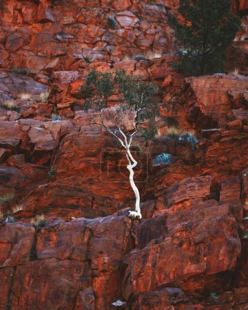 Téléchargez les photos : Vertical d'un eucalyptus solitaire poussant sur des rochers rouges, Australie centrale - en image libre de droit