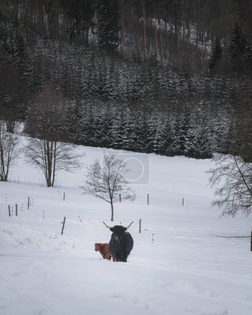 Foto de Un disparo vertical de una manada de ganado de las tierras altas en la nieve - Imagen libre de derechos
