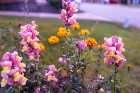 Téléchargez les photos : Un foyer sélectif de grandes fleurs de snapdragon (Antirrhinum majus) dans un jardin - en image libre de droit