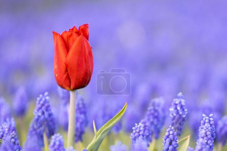 Téléchargez les photos : Un beau gros plan d'une seule tulipe rouge au milieu du champ de lavande - en image libre de droit