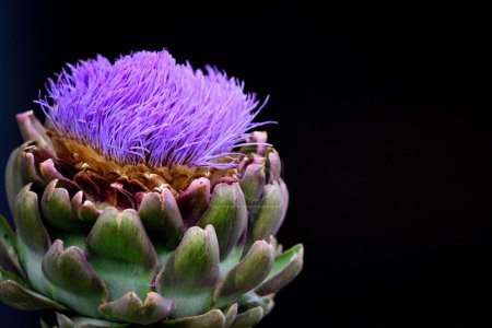 Photo for A macro shot of a globe artichoke head with a flower in bloom against a black background - Royalty Free Image