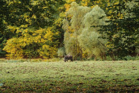Téléchargez les photos : Un taureau noir broutant sur une prairie verte - en image libre de droit