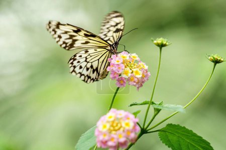 Téléchargez les photos : Gros plan d'une grande nymphe arborescente, Idea leuconoe papillon sur le délicat capitule de Lantana camara - en image libre de droit