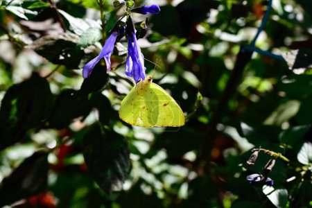 Téléchargez les photos : Un papillon sulfureux sans nuages sur une plante de salvia bleue rock and roll. - en image libre de droit