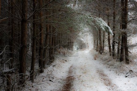 Photo for A beautiful shot of a walking path in the middle of a forest in the wintertime - Royalty Free Image