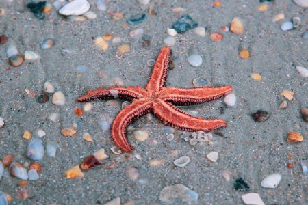 Photo for A closeup shot of a starfish on the shore in St Augustine, Florida, USA - Royalty Free Image