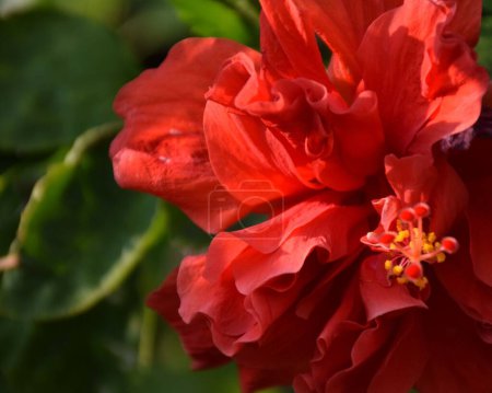 Foto de Un primer plano de un terry de hibisco rojo creciendo en un jardín - Imagen libre de derechos