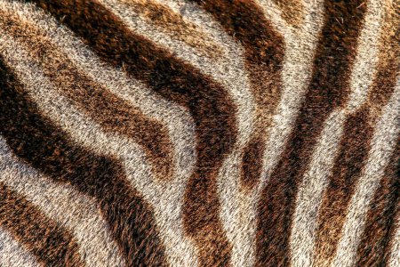 Téléchargez les photos : Un gros plan d'une peau de zèbre - parfait pour le fond - en image libre de droit