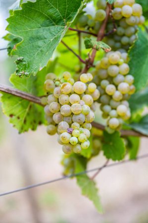 Téléchargez les photos : Vue verticale de grappes de raisins verts suspendues à la plante au vignoble - en image libre de droit
