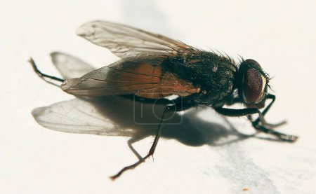 Téléchargez les photos : Un plan macro d'une mouche perchée sur un fond blanc - en image libre de droit