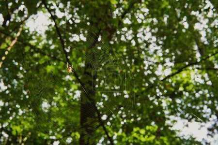 Photo for A closeup shot of a spider hanging on its web in the background of a green tree - Royalty Free Image