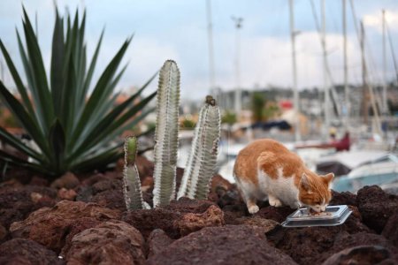 Foto de Un lindo gato pelirrojo esponjoso comiendo en la playa con barcos en el fondo - Imagen libre de derechos