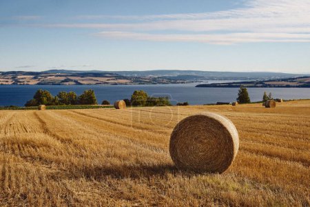 Photo for A straw bale in a hay field with trees and Lake Mjosa in the background on a summer morning in Norway - Royalty Free Image