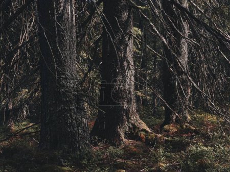 Foto de El exuberante valle de Hemningsdalen en las colinas de Totenasen con tronco grueso y árboles de ramas largas - Imagen libre de derechos