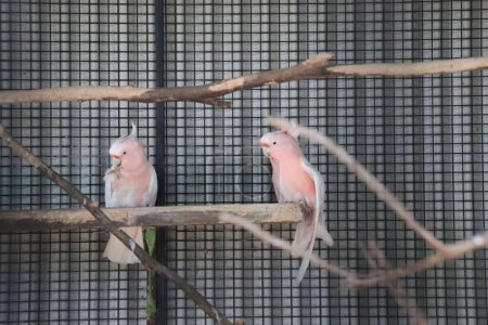 Photo for A couple of cute pink parrots sitting on wood together - Royalty Free Image