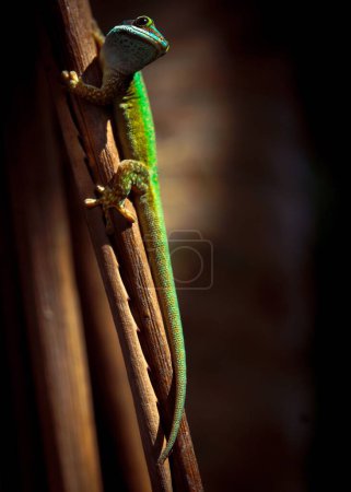 Foto de Un primer plano de Gecko posado en el tallo de la planta - Imagen libre de derechos