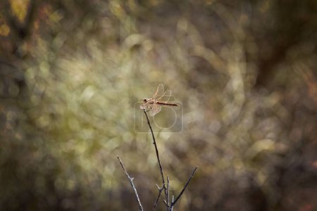 Téléchargez les photos : Un foyer sélectif d'une libellule Meadowhawk panachée assise sur une branche mince - en image libre de droit