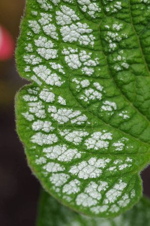 Téléchargez les photos : Gros plan d'une feuille d'une plante de Brunnera Jack Frost - en image libre de droit