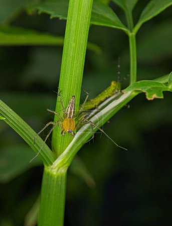 Téléchargez les photos : Gros plan d'une araignée lynx perchée sur une plante sur fond vert - en image libre de droit