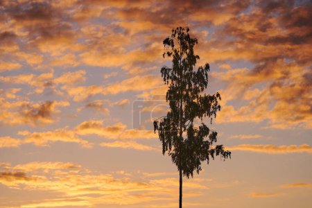 Téléchargez les photos : Un bouleau debout seul avec de beaux nuages de coucher de soleil flottant en arrière-plan - en image libre de droit