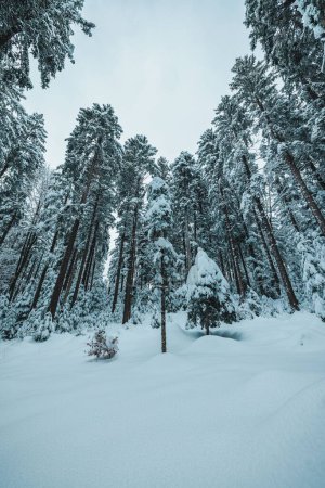Téléchargez les photos : Plan vertical d'arbres gelés recouverts de neige dans des montagnes blanches enneigées sous un ciel nuageux - en image libre de droit