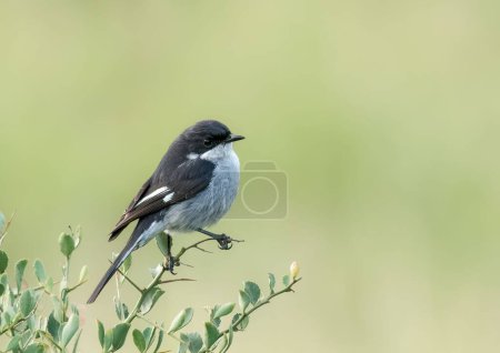 Photo for A closeup of a cute Fiscal Flycatcher on a branch with blurred green background - Royalty Free Image