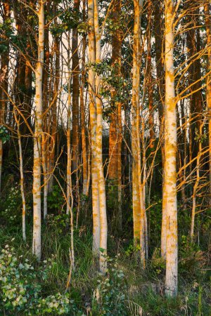 Foto de Los troncos de abedul cubiertos de manchas amarillas durante el otoño - Imagen libre de derechos