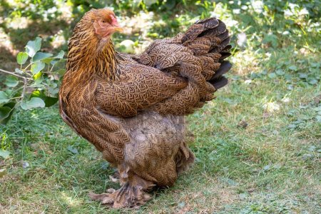 Photo for A closeup of a Brahma chicken captured walking in a garden - Royalty Free Image