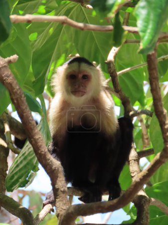 Photo for A vertical shot of adorable White-headed Capuchin Monkey on a tree in the zoo - Royalty Free Image