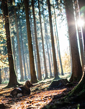 Foto de Una vertical de una gran oveja cuerno tendida en el suelo y bañándose bajo los rayos del sol en un bosque - Imagen libre de derechos