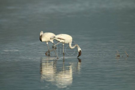 Photo for The close-up view of two black-billed white Greater flamingos in the water - Royalty Free Image