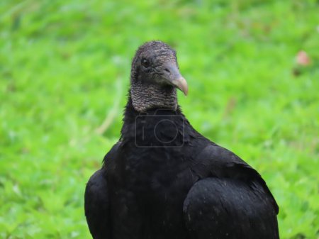 Téléchargez les photos : Le vautour noir (Coragyps atratus), également connu sous le nom de vautour noir d'Amérique - en image libre de droit