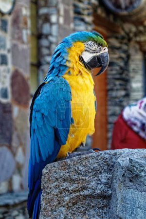 Photo for A closeup vertical shot of the colorful parrot perched on the stone - Royalty Free Image