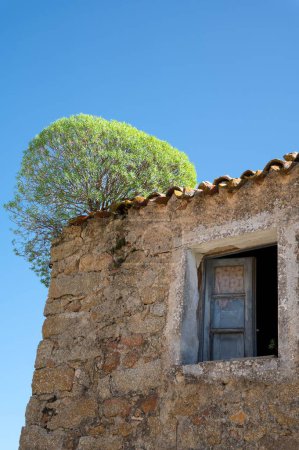 Téléchargez les photos : Arbres cultivés sur le toit de la maison médiévale abandonnée dans le village de Lollove Sardaigne - en image libre de droit