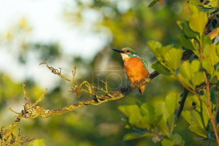 Photo for A closeup of a kingfisher perched on a tree branch in a field under the sunlight - Royalty Free Image