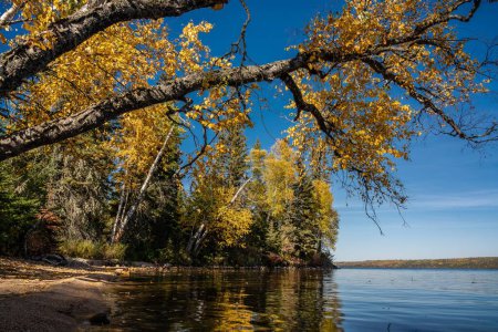 Foto de Los exuberantes árboles de otoño en la orilla de un lago en el Parque Nacional Príncipe Alberto, Saskatchewan - Imagen libre de derechos