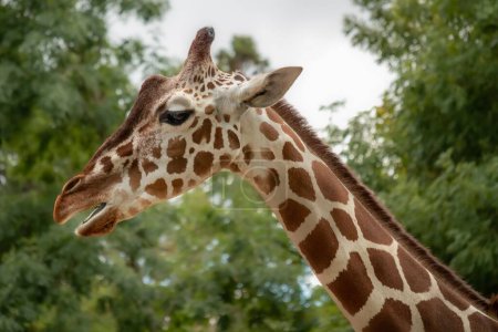 Photo for A portrait  of a giraffe and its long neck, with green trees in the background - Royalty Free Image