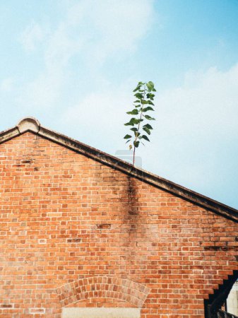 Foto de Un plano vertical de una sola planta que crece en un techo de un antiguo edificio contra un cielo azul - Imagen libre de derechos